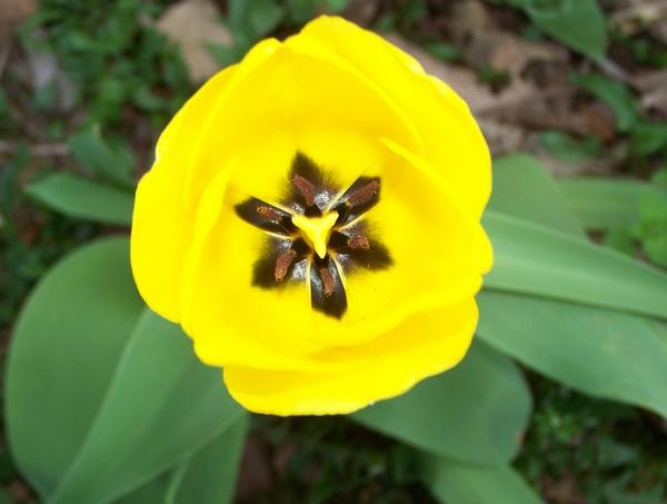 Yellow Tulip