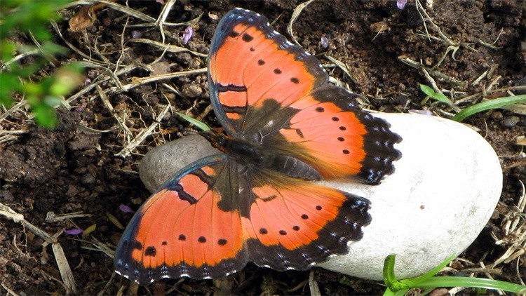 Butterfly002