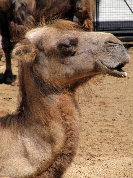 Camel at Artis Zoo