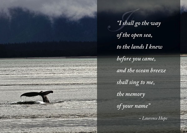 Whale Song