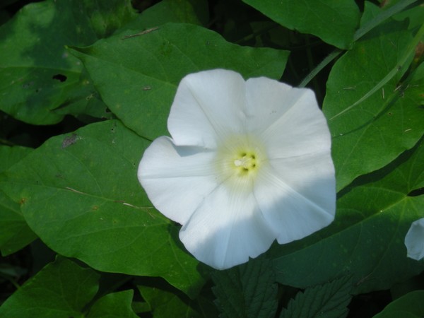 morning glory close-up