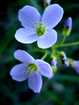 Forget Me Not