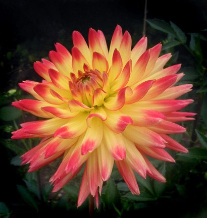 Flower Works