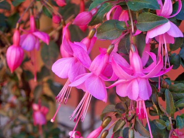 Flowers of Peru #6