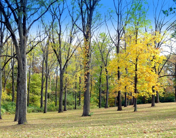 Nature's Walk