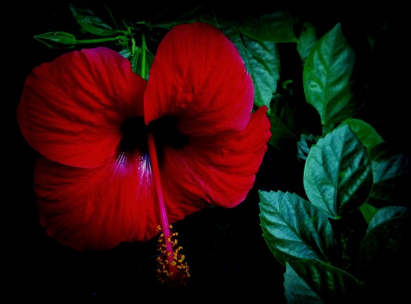 red hibiscus
