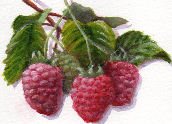 Ravishing Raspberries
