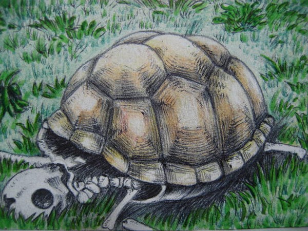 a turtle skeleton