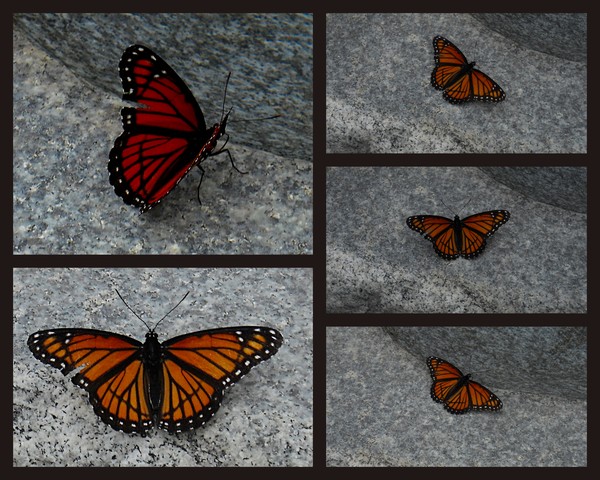 Butterfly Collage