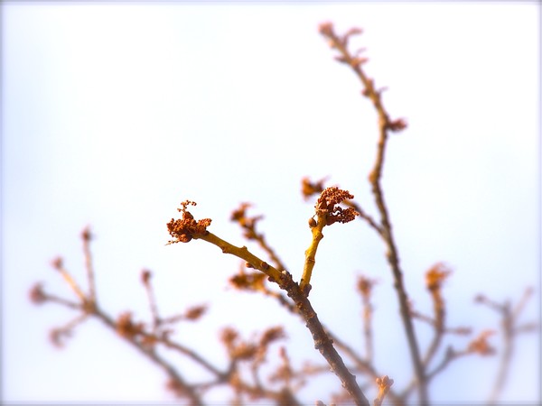 uncomplicated