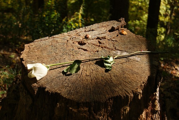 A Rose