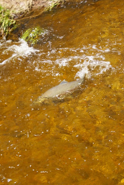 Big Fish