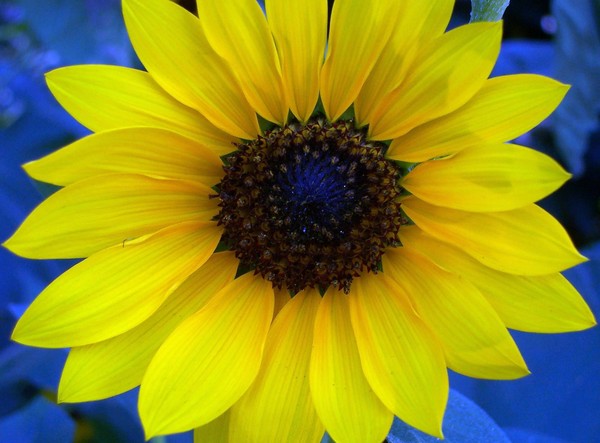 Brooklyn's Sunflower