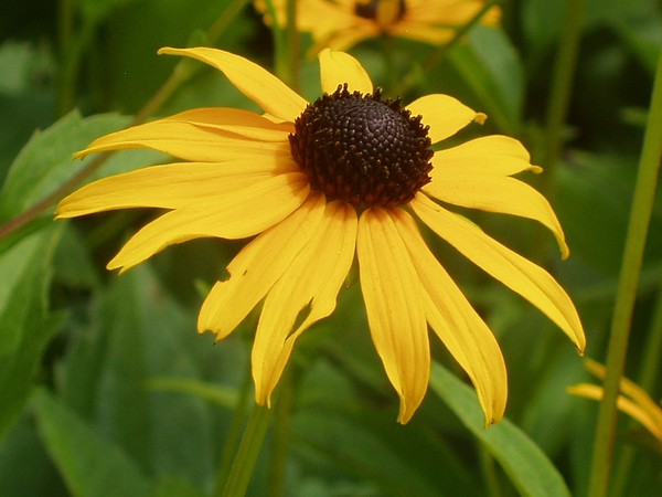 Black Eyed Susan