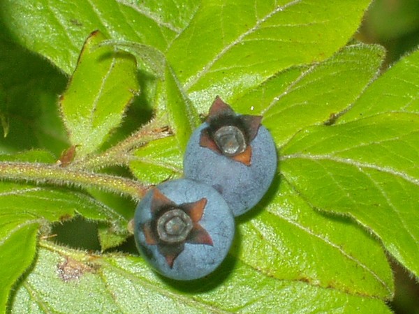 Blueberries