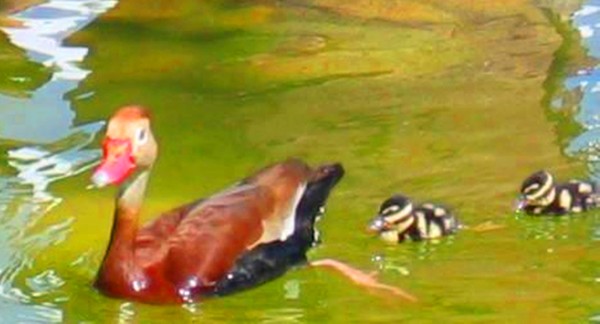 Mommy ducky