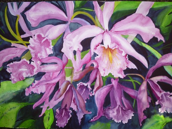 Tropical Wonder