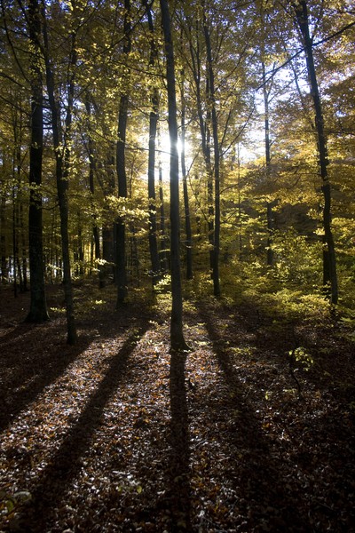 Sun-rays in Beech forest