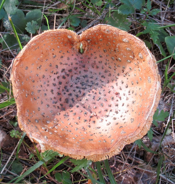 MUSHROOM