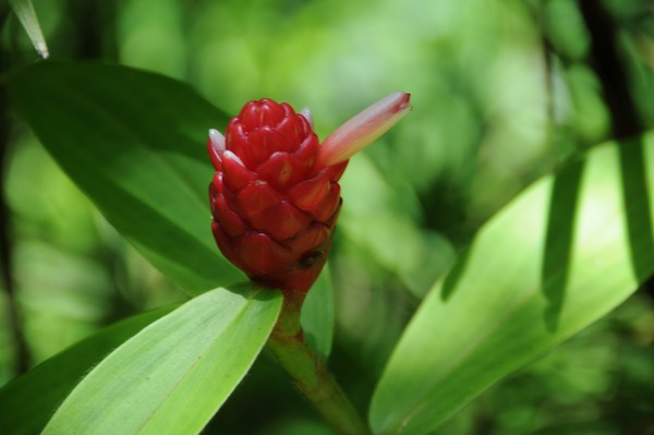 small red ginger
