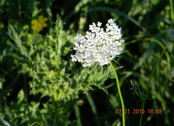 Cedar Falls Florals