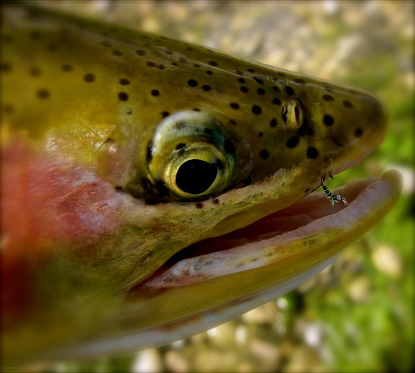 Rainbow Midge