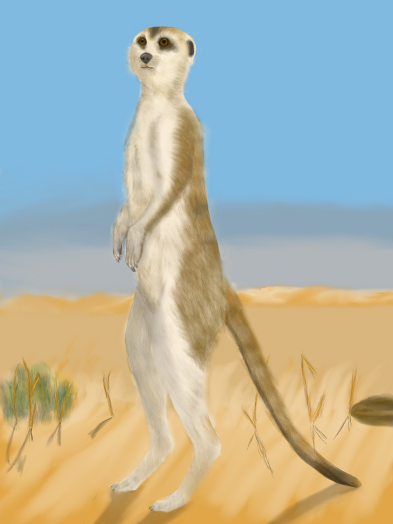 Meerkat on duty.