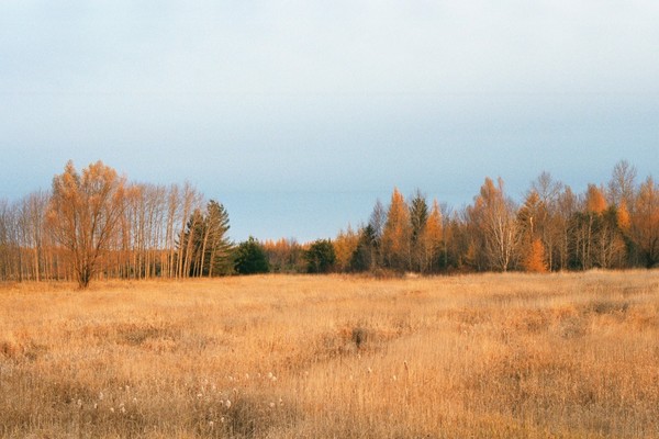 Tamarack Field