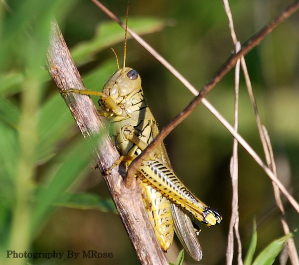 First Grasshopper 2010