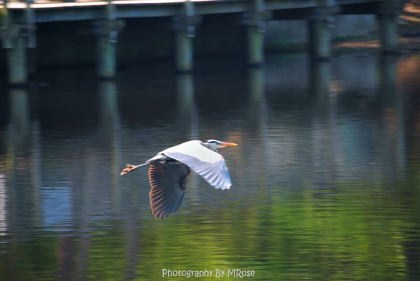 Blue Heron in flight