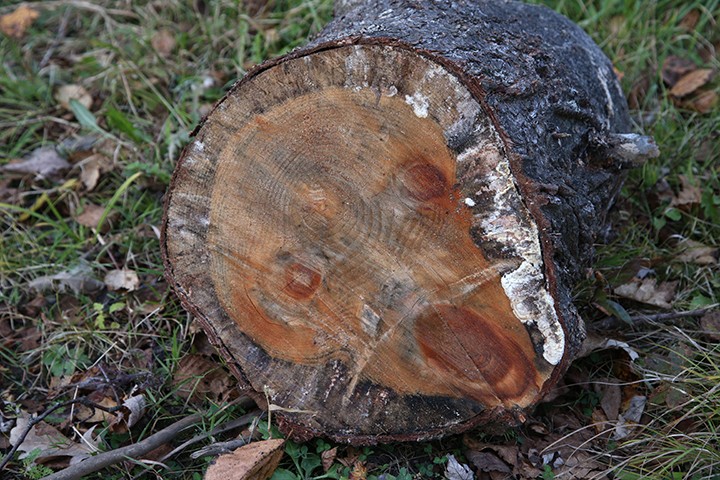 The Scream tree