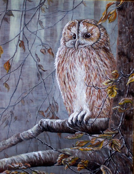 Wise Old Owl