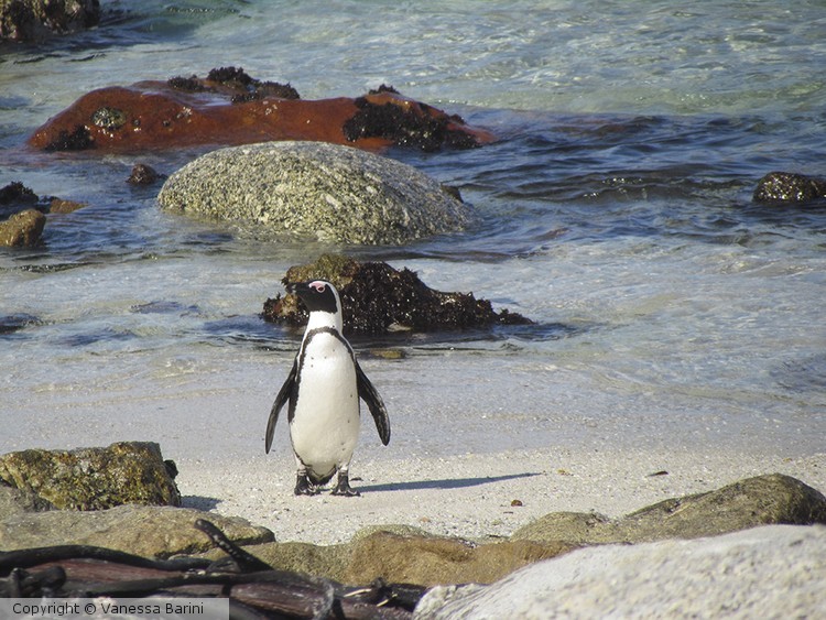 serie This is Africa/ Pinguin