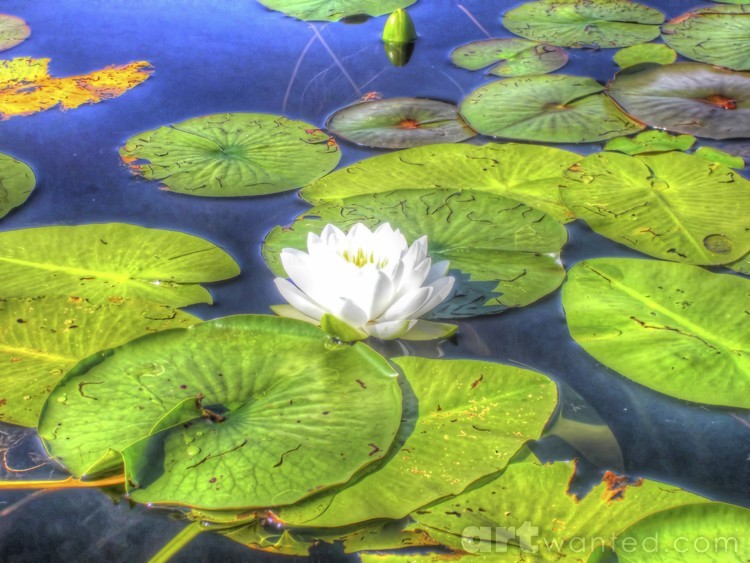 Lilies of the Lake