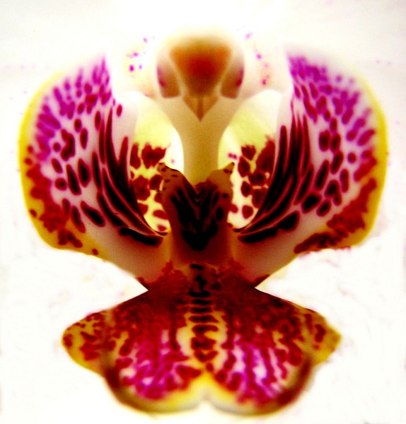 Phoenix Rising