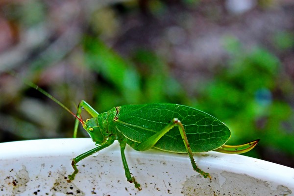 The Leaf has Eyes