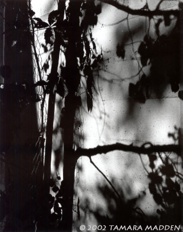Tree Shadow