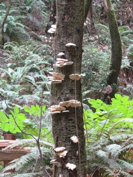 fungi