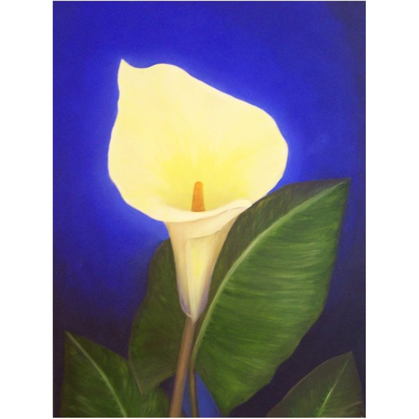 Yellow Calla Lily