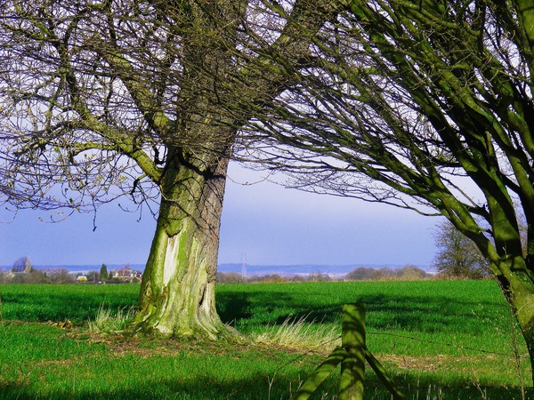 Trees and fields