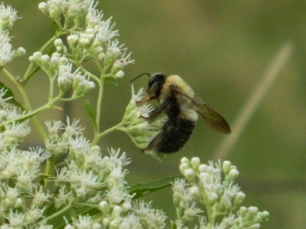 The Bumble Bee
