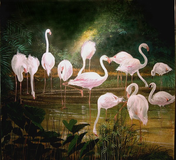 Greater Flamingo