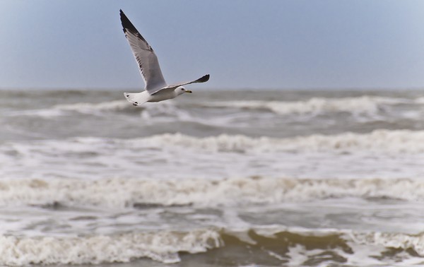 Kiawah