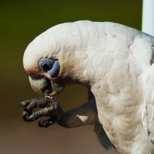 Corella