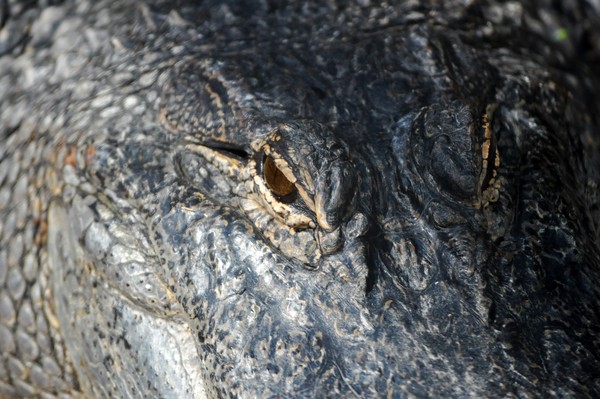 Alligator eyes