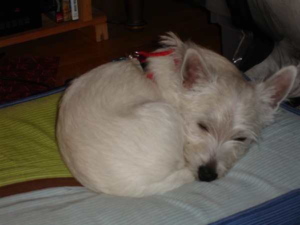 Dog Tired 1