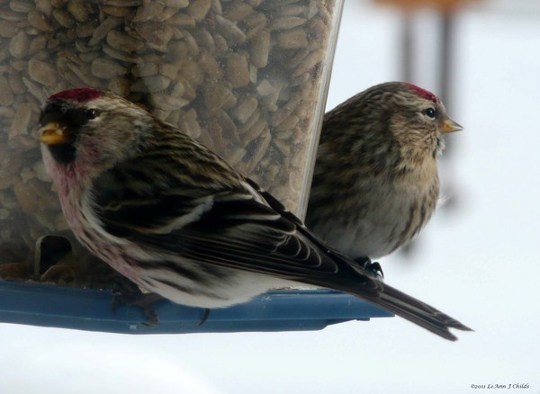 male & female redpoll