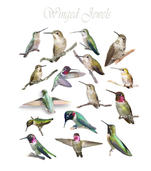 Winged Jewels