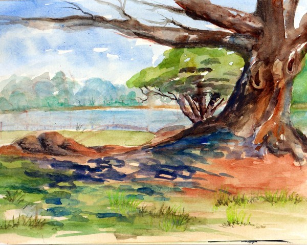 Old Fig Tree