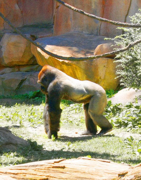 Gorilla